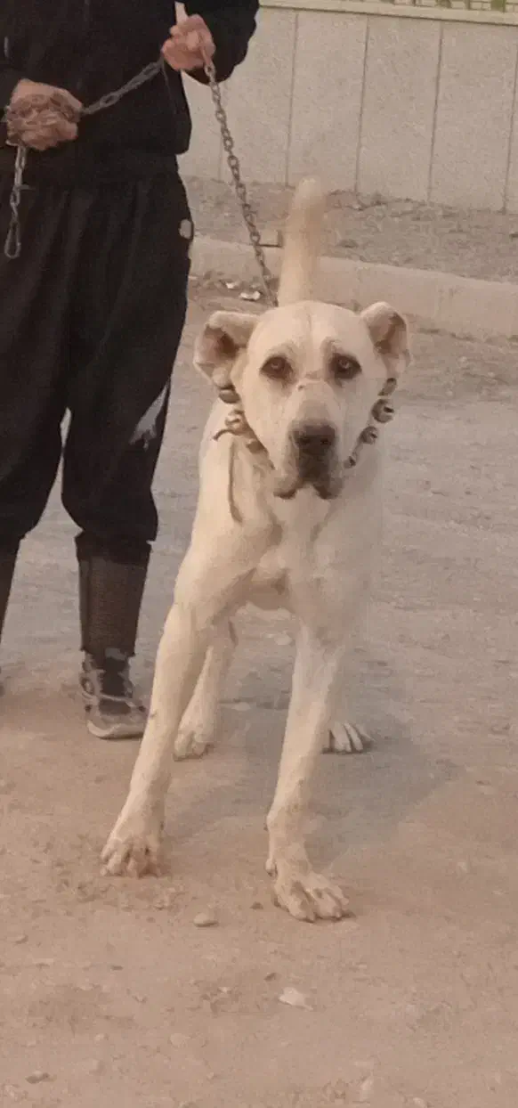 سگ گمشده|حیوانات|چناران, |دیوار