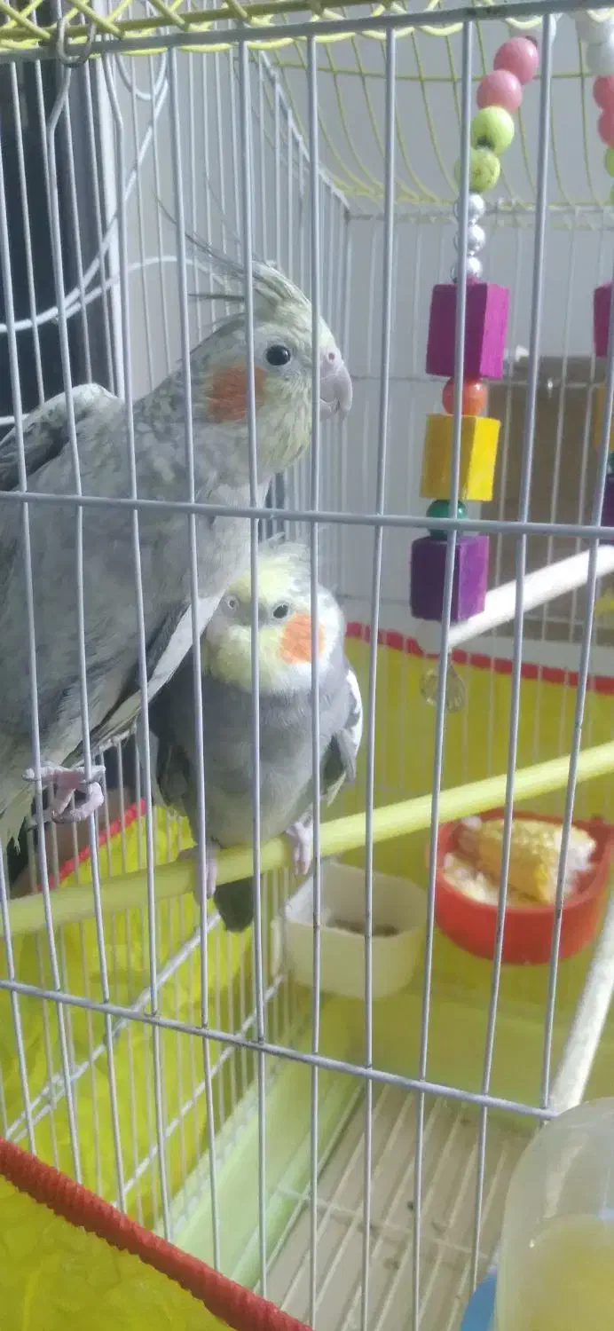 عروس هلندی یک جفت|پرنده|تهران, دولاب|دیوار