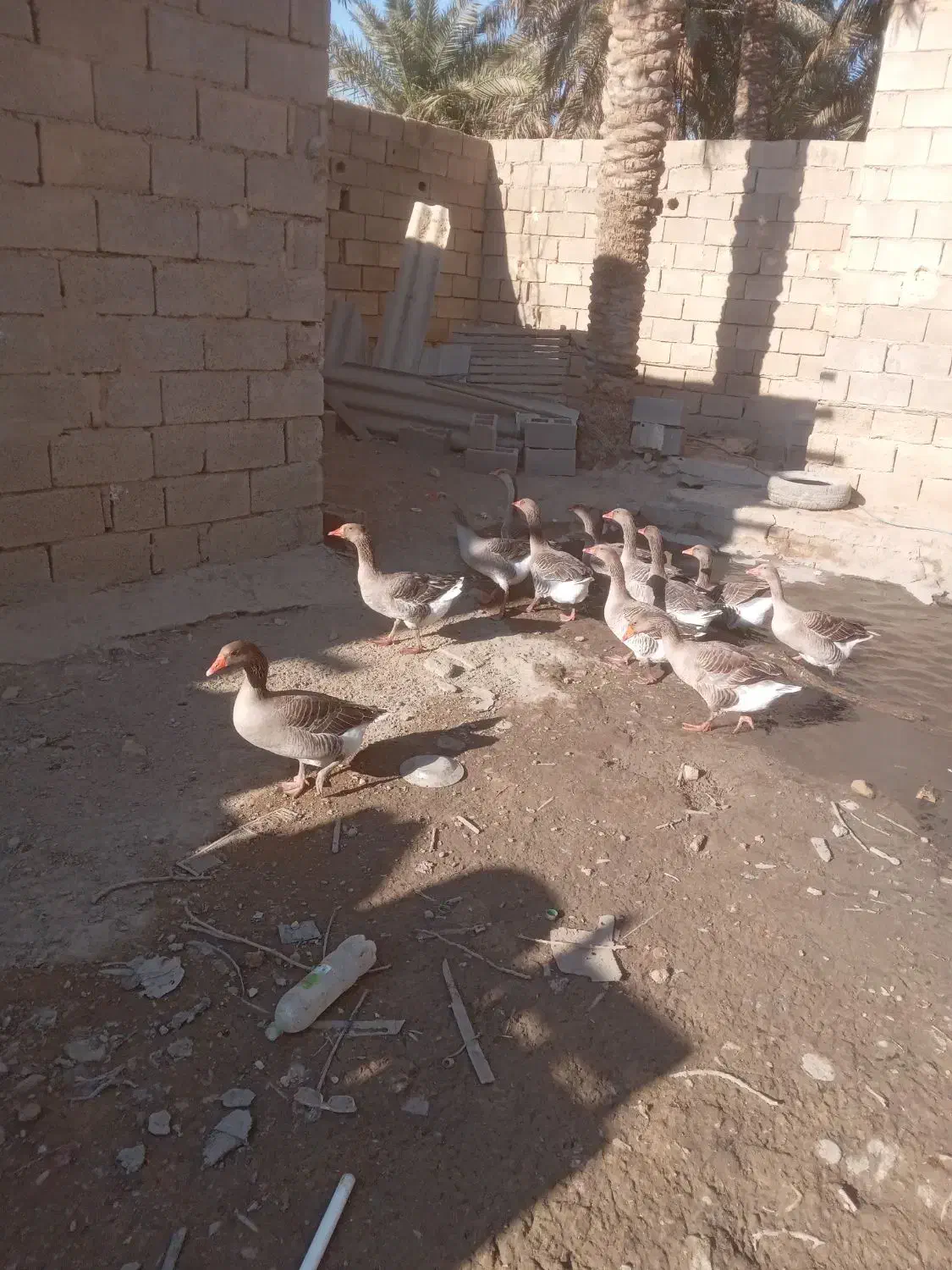 شادگان|حیوانات مزرعه|شادگان, |دیوار