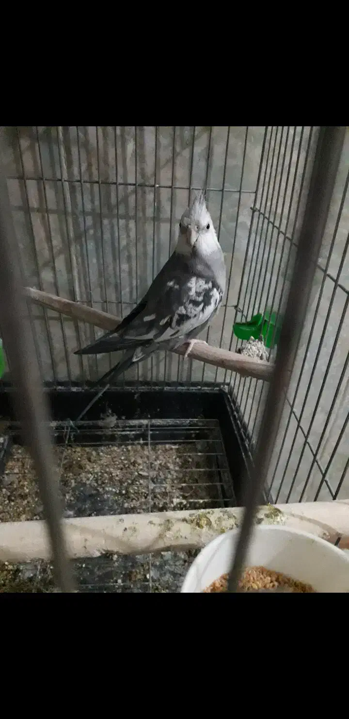 عروس هلندی ایزابلا مولدسخنگوجهت معاوضه|پرنده|کرمانشاه, |دیوار