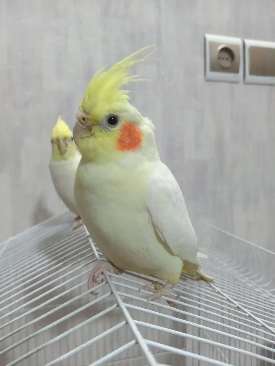 عروس ماده اماده جفتگیری|پرنده|پیر بکران, |دیوار