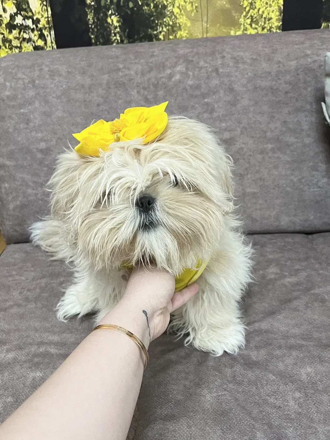 شیتزو|سگ|قزوین, |دیوار