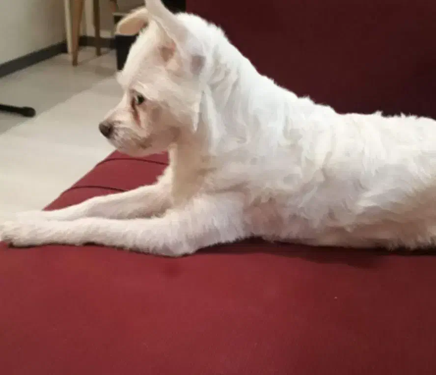 واگذاری سگ اشپیتز دوساله ماده|سگ|پرند, فاز ۴|دیوار