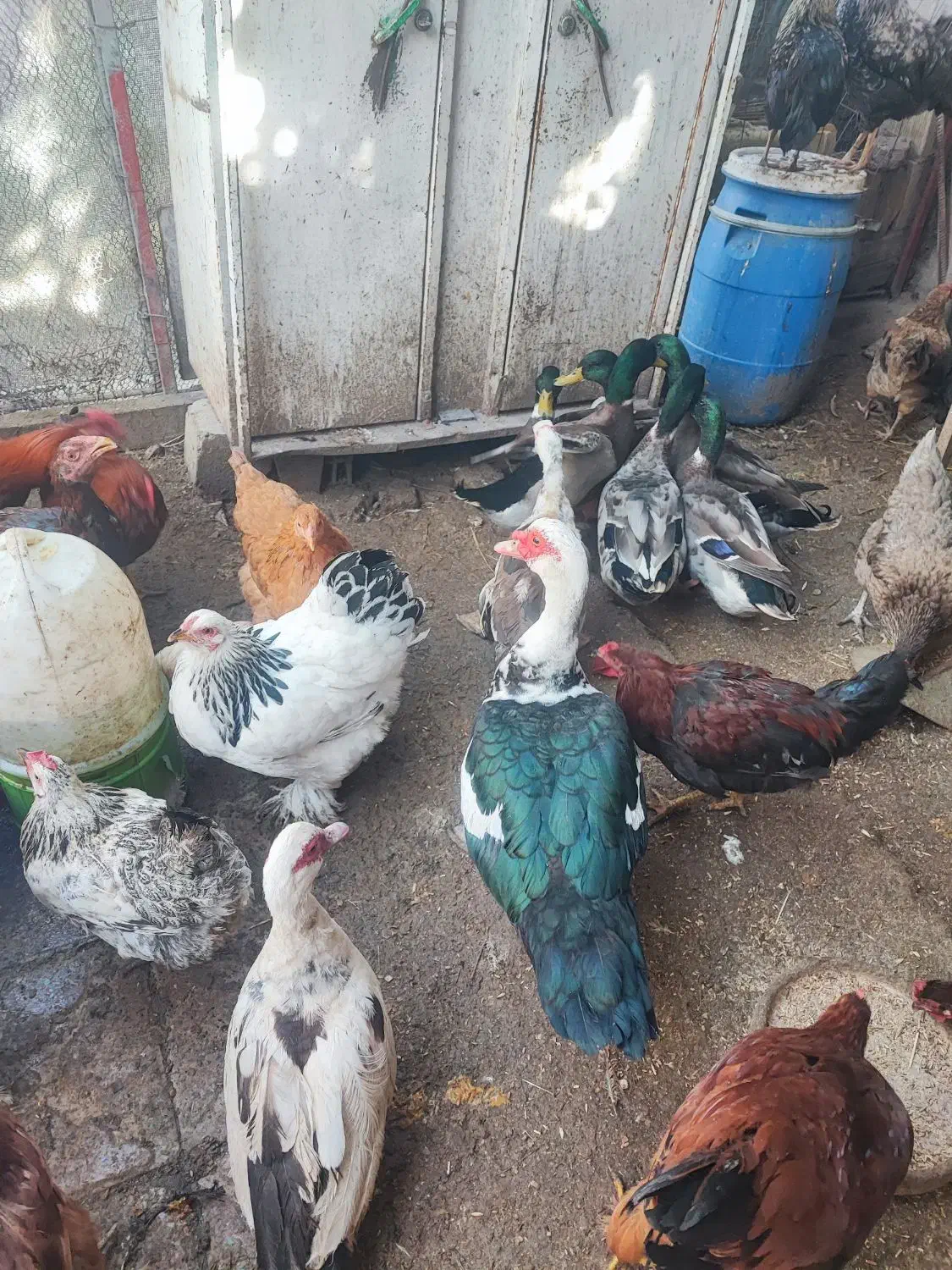 بوقلمون نر ،مرغ ،خروس ،اردک ،غاز|حیوانات مزرعه|اردبیل, |دیوار