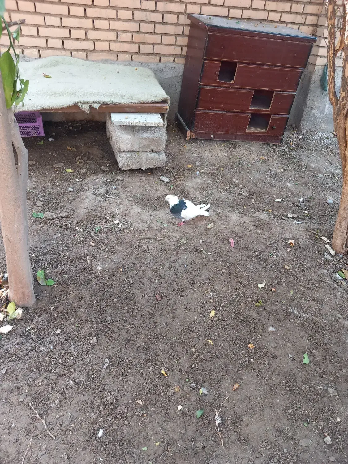 طوقی ماده|پرنده|شوش, |دیوار