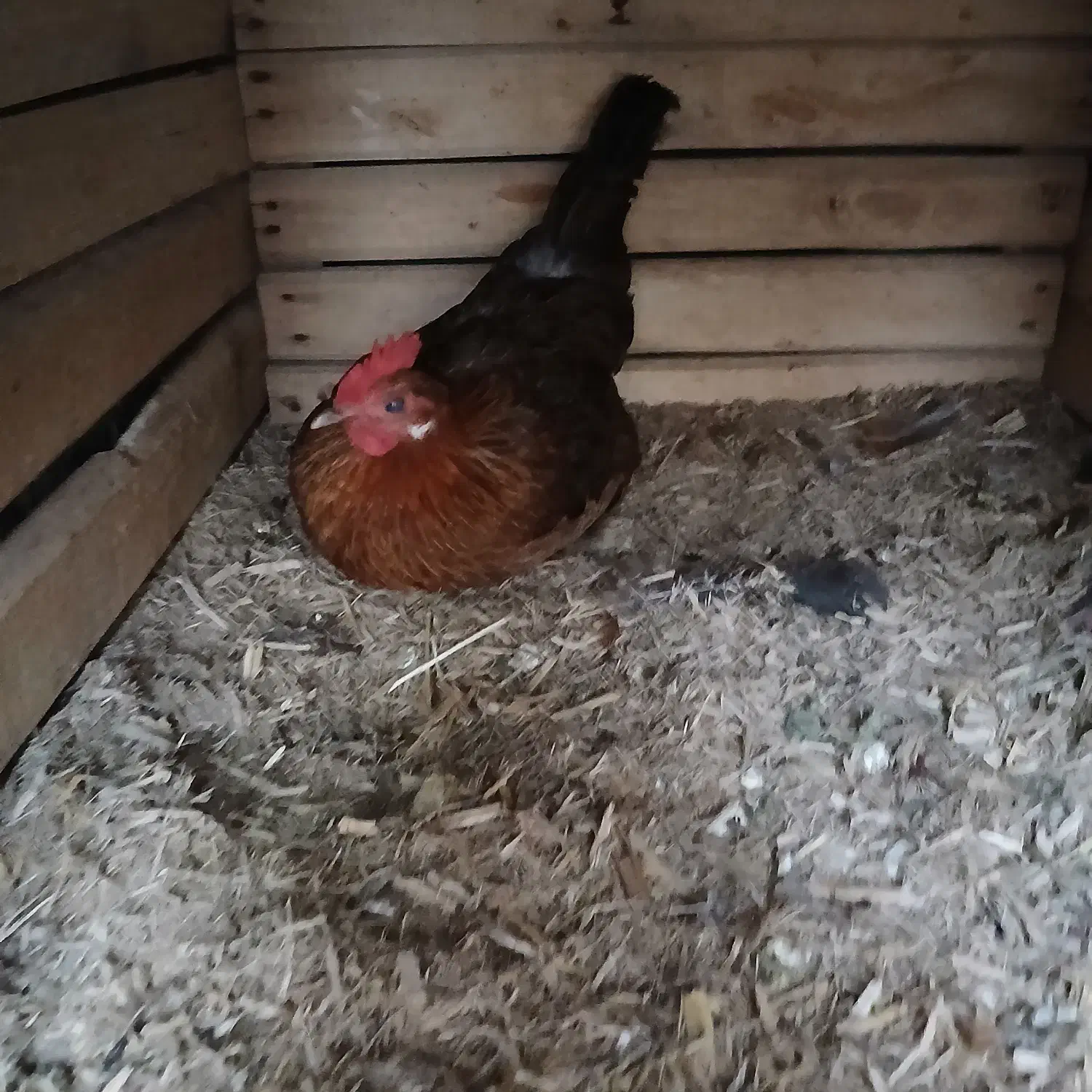 مرغ وخروس محلی|حیوانات مزرعه|ایوان, |دیوار