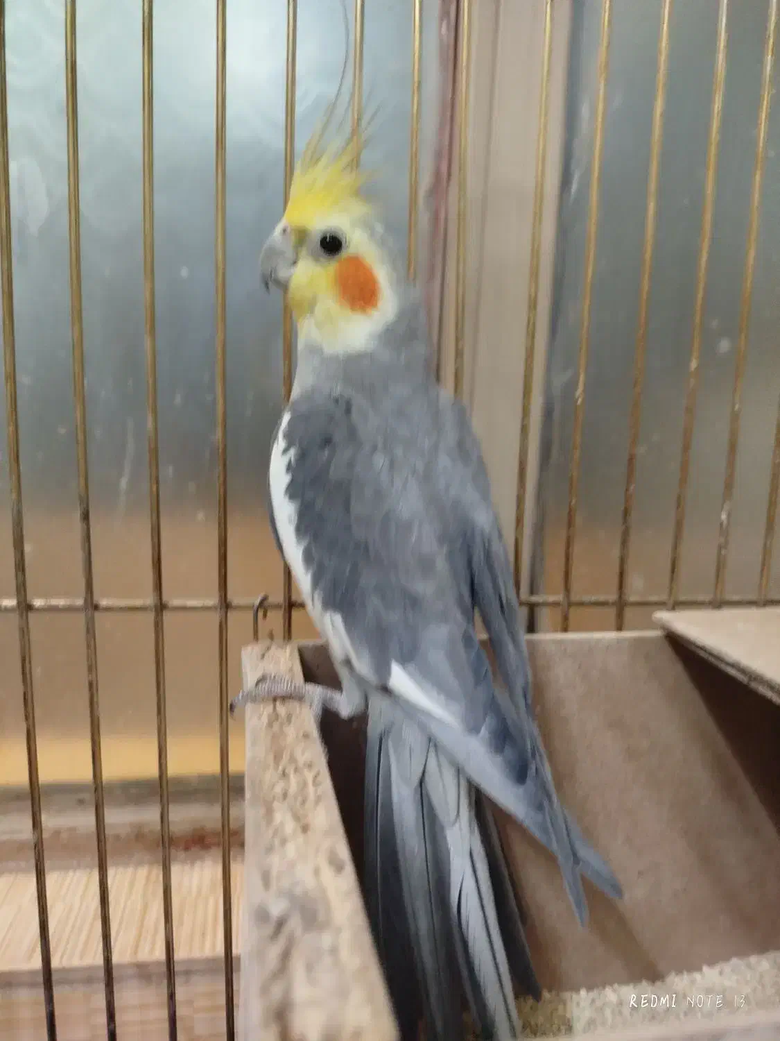 نر و ماده جوجه داده|پرنده|مشهد, انقلاب|دیوار