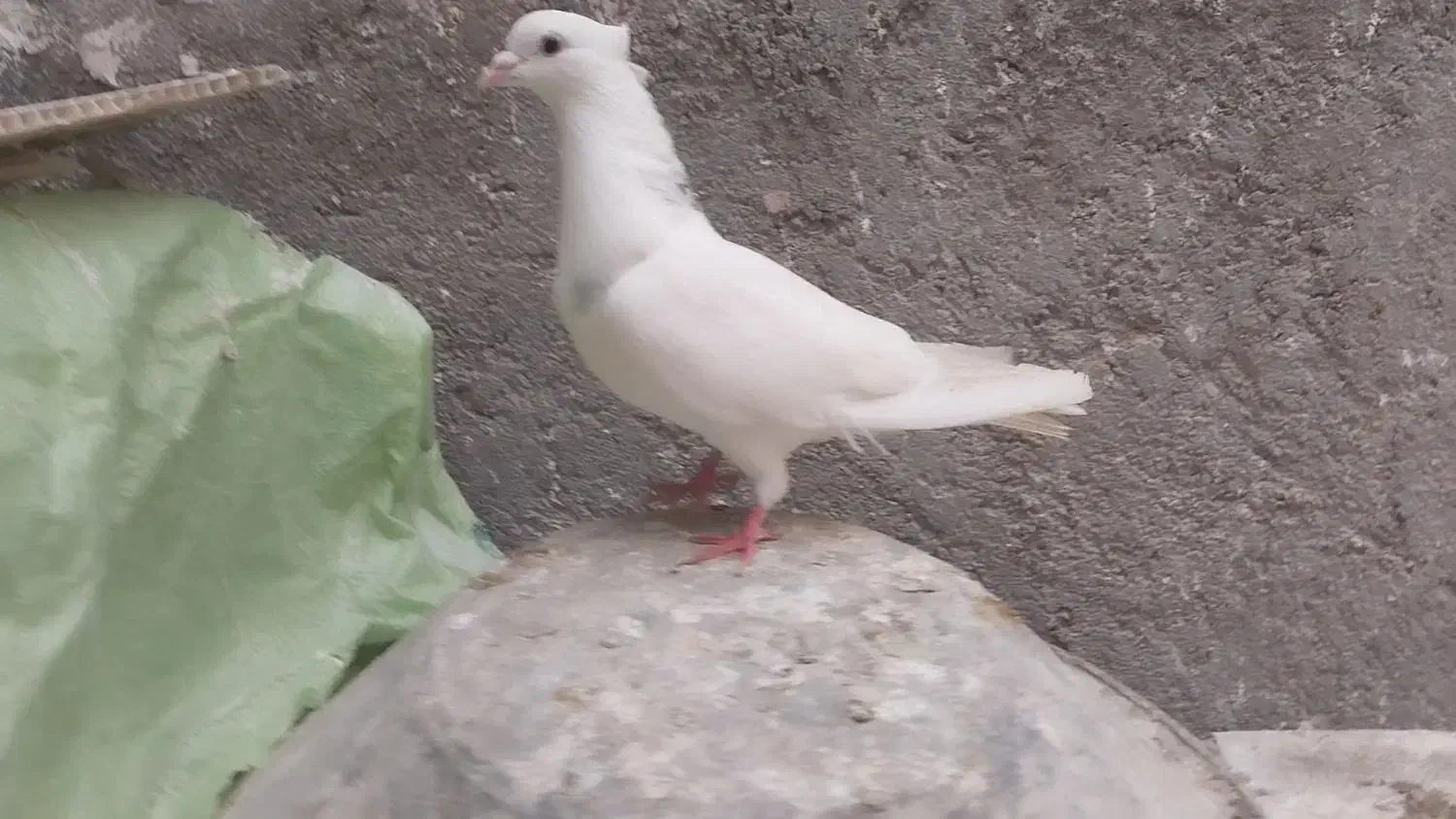 کفتر طوقی|پرنده|تربت جام, تیپ ۳۸ زرهی تربت جام|دیوار