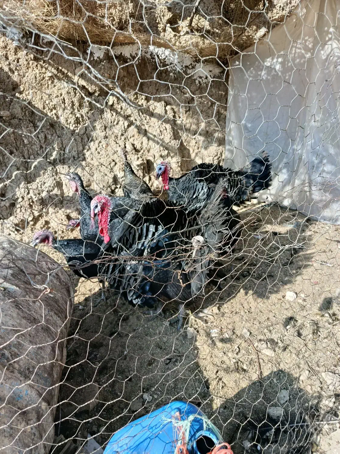 بوقلمون|پرنده|زرین دشت (همدان), |دیوار