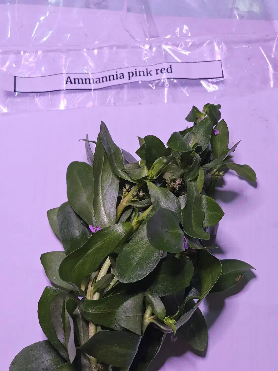 گیاه آکواریم|ماهی|بابل, |دیوار