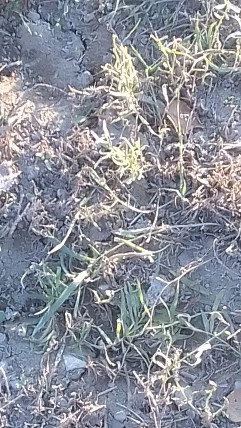 ریشه نعناع ترخون|گل و گیاه طبیعی|قوچان, |دیوار