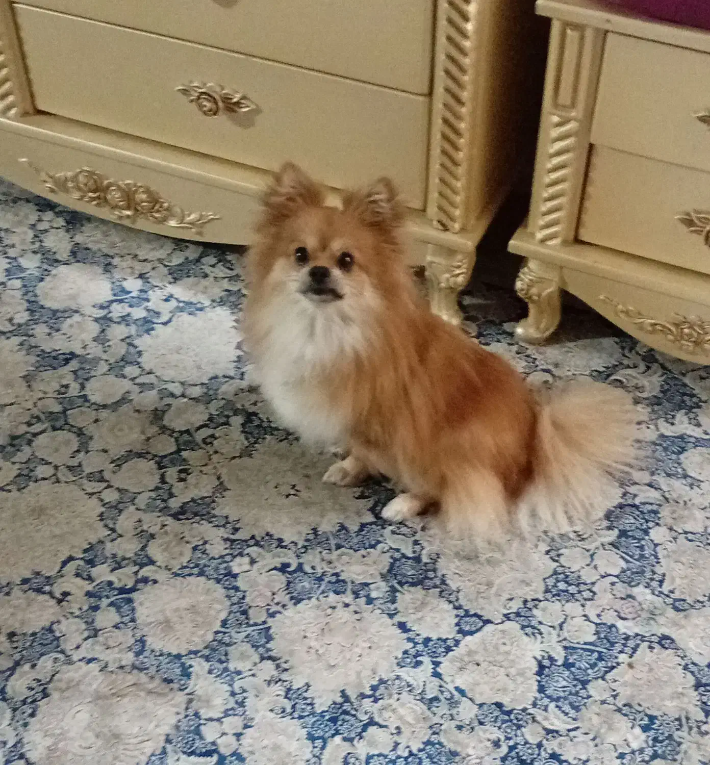 پامر خرسی نرمعاوضه باهندامزایده|سگ|پاکدشت, شهرک انقلاب|دیوار