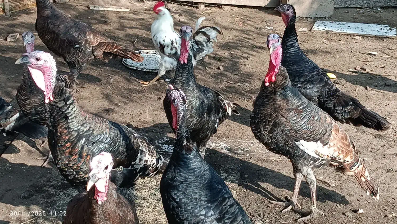 بوقلمون برنز|حیوانات مزرعه|لنگرود, |دیوار