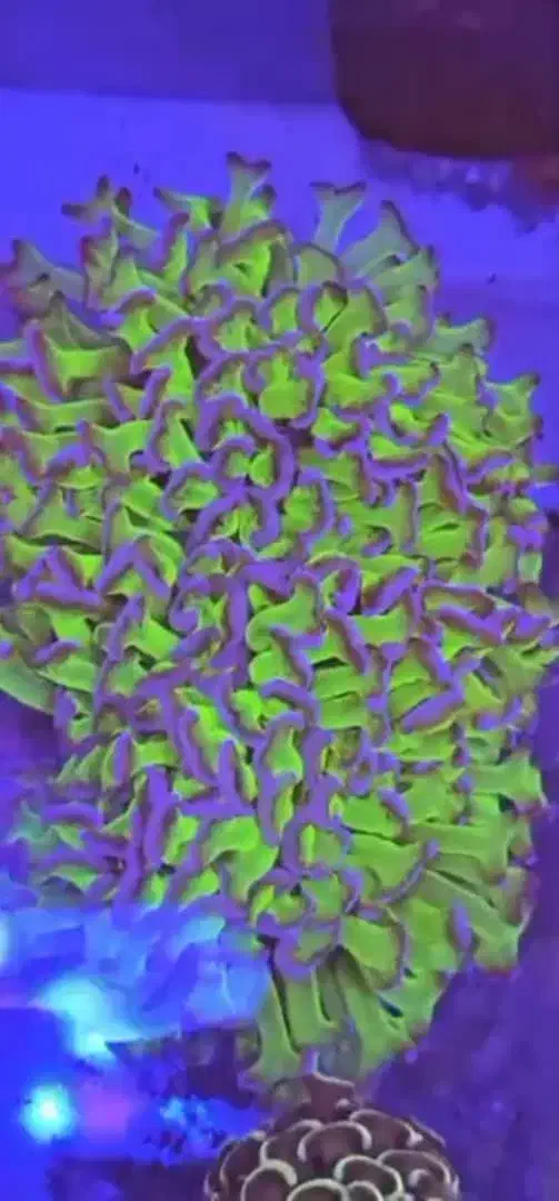 مرجان آکواریوم ابشور اب شور|ماهی|تهران, خزانه|دیوار