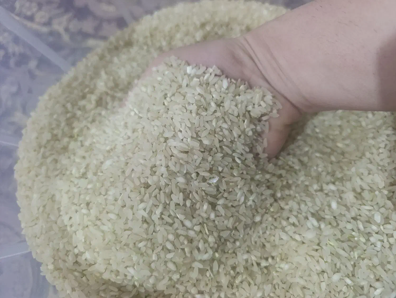 برنج چمپه|خوردنی و آشامیدنی|شیراز, میانرود|دیوار