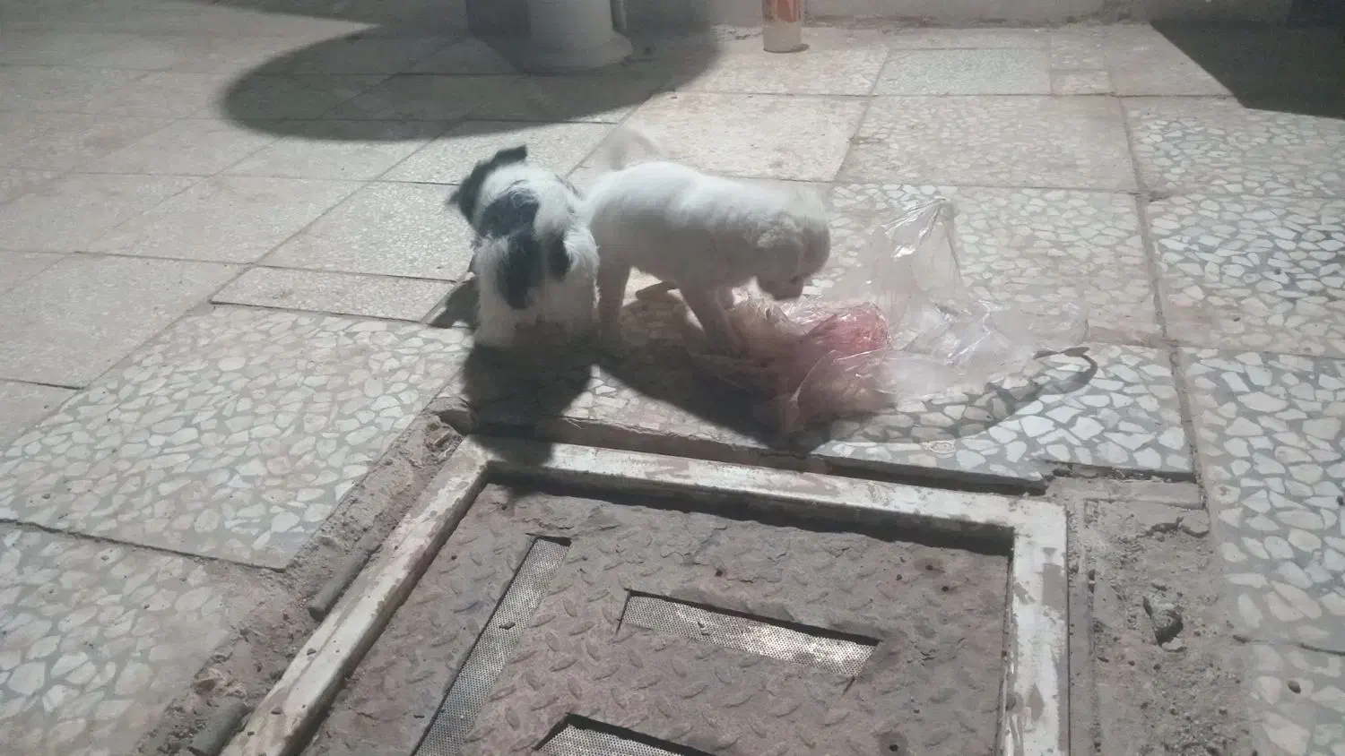 یک قلاده سگ و چهار توله  دو ماه|سگ|آران و بیدگل, |دیوار