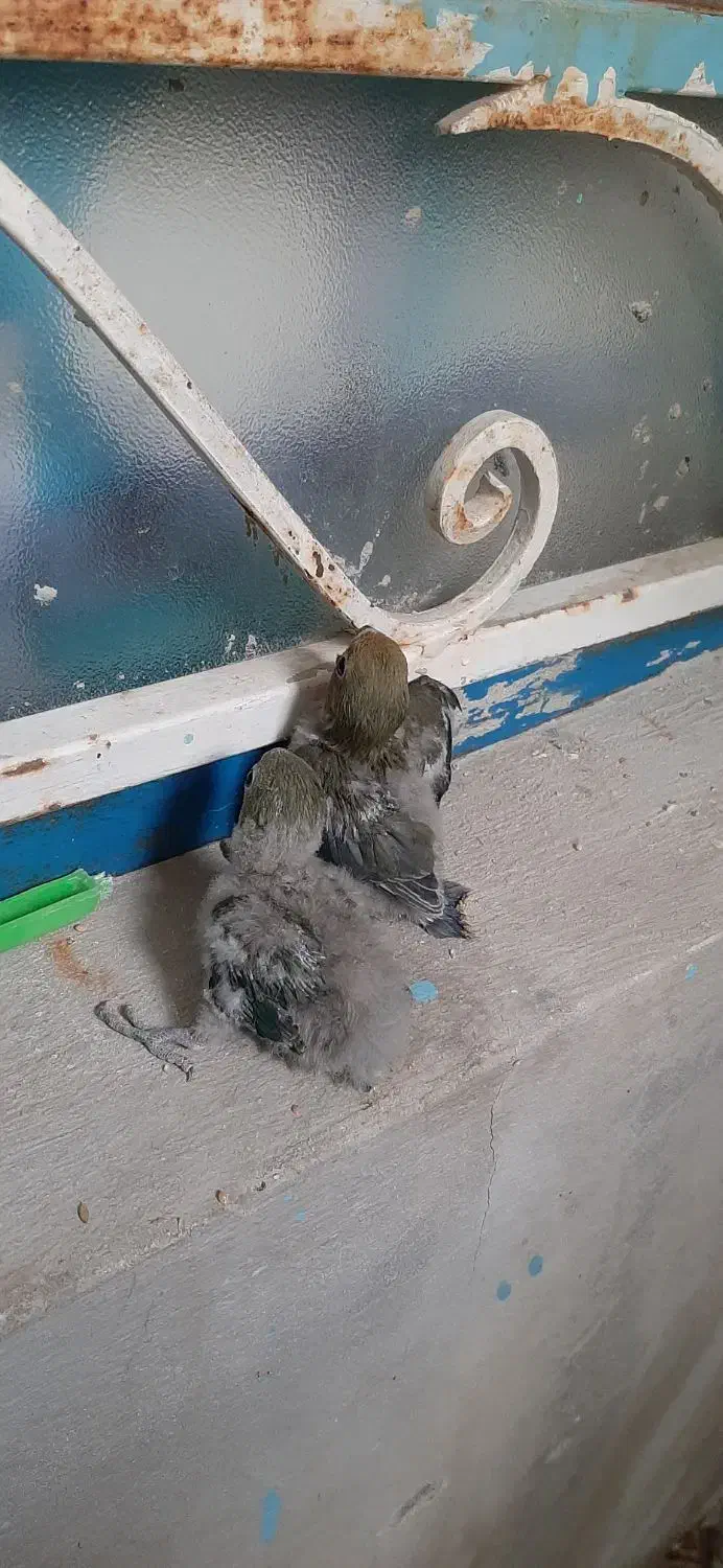 جوجه کوتوله|پرنده|سراوان, |دیوار