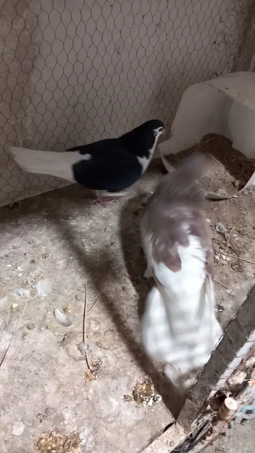 ساده کفتر|پرنده|کاشمر, |دیوار