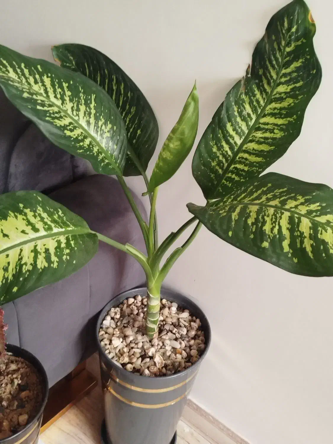 تعدادی گل|گل و گیاه طبیعی|زنجان, |دیوار