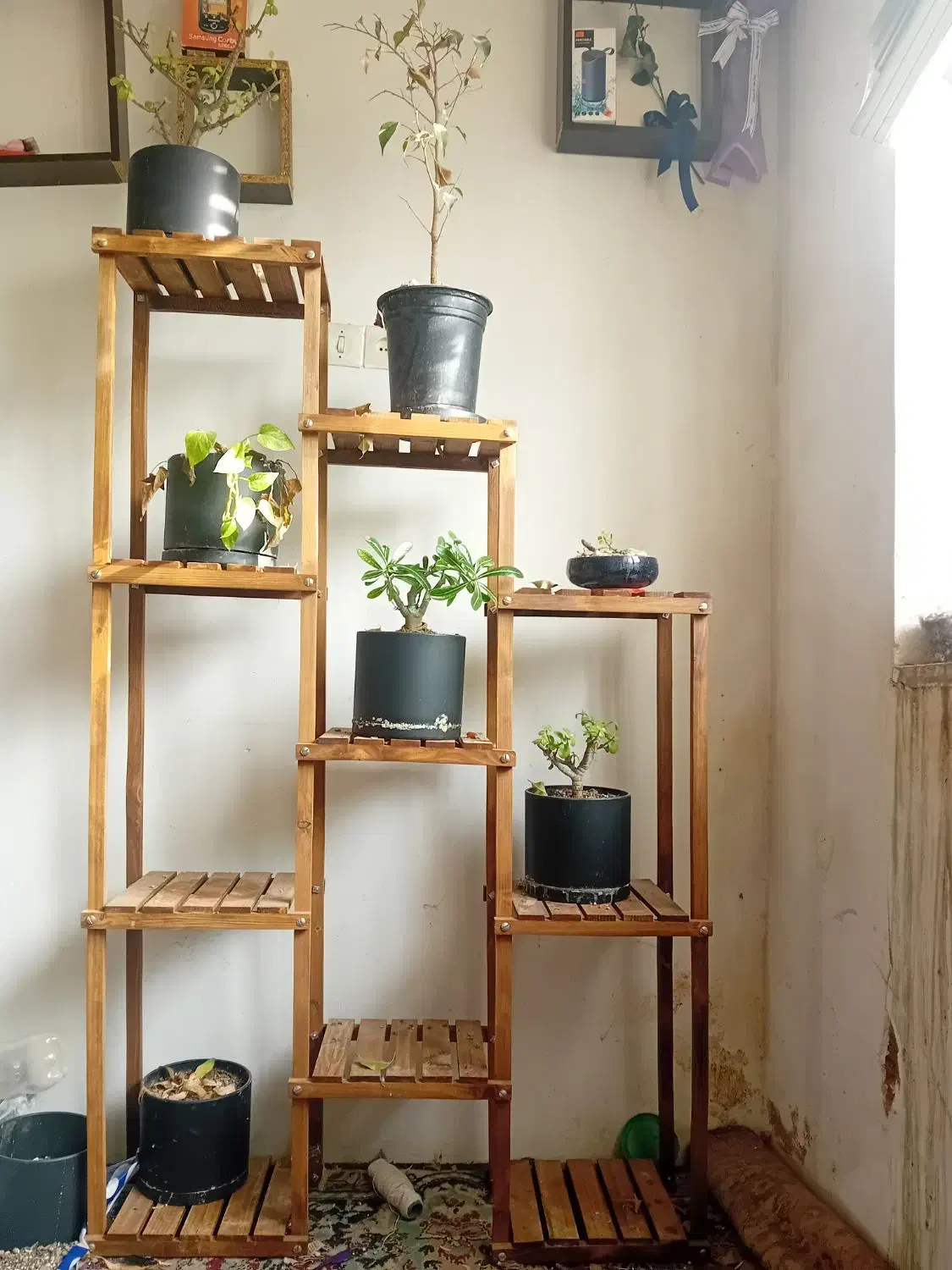 استند چوبی ۱۰ گلدانه|گل و گیاه طبیعی|گرمسار, |دیوار