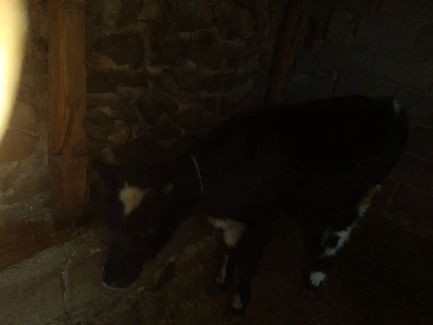 گوساله نر گوشتی جوان|حیوانات مزرعه|چهاردانگه (آذربایجان), |دیوار