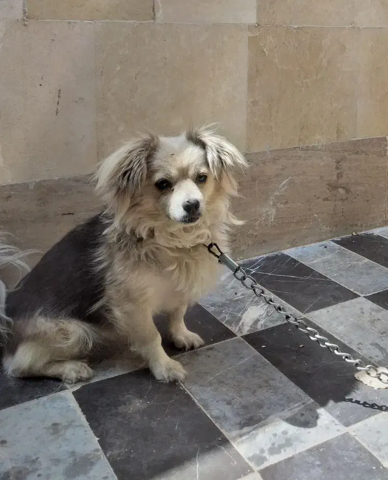 سگ .. شیتزو روباهی|سگ|شهرکرد, |دیوار