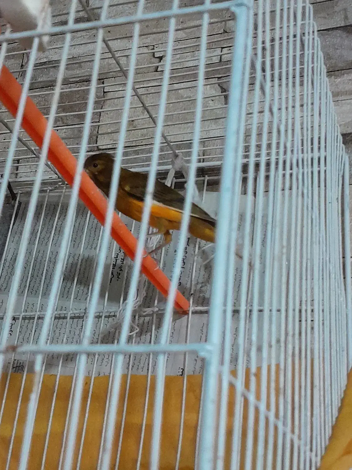 فروش قناری|پرنده|ابریشم, |دیوار