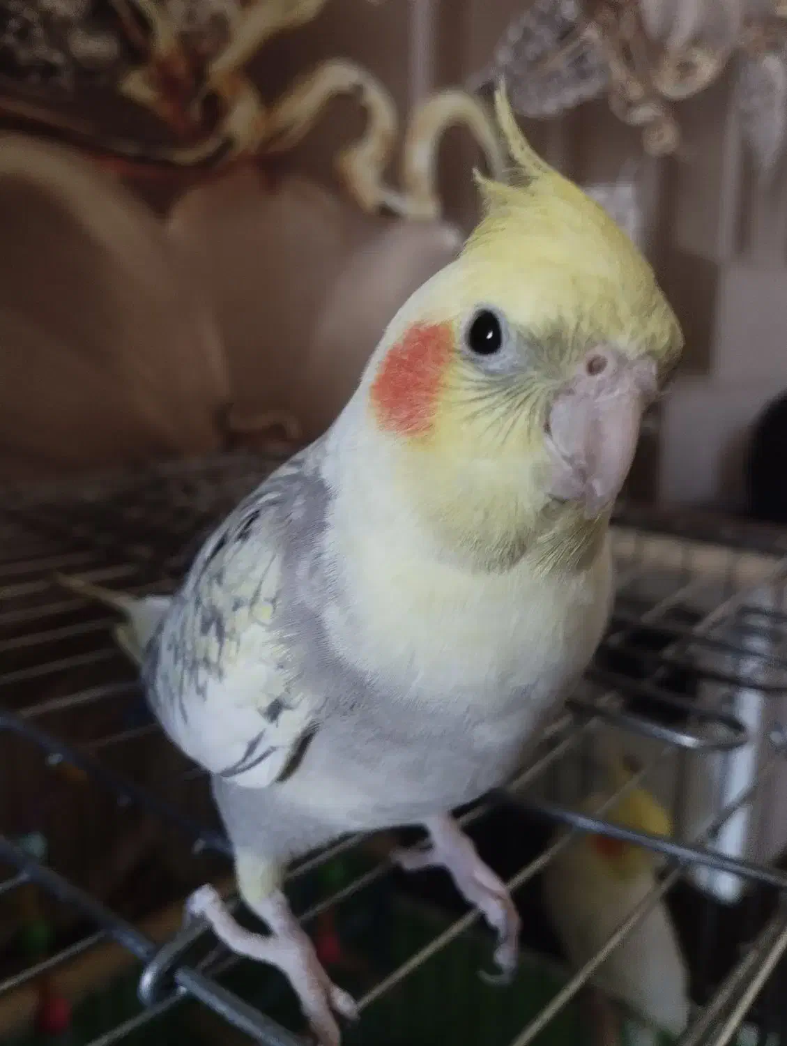 گمشده|حیوانات|نهاوند, |دیوار