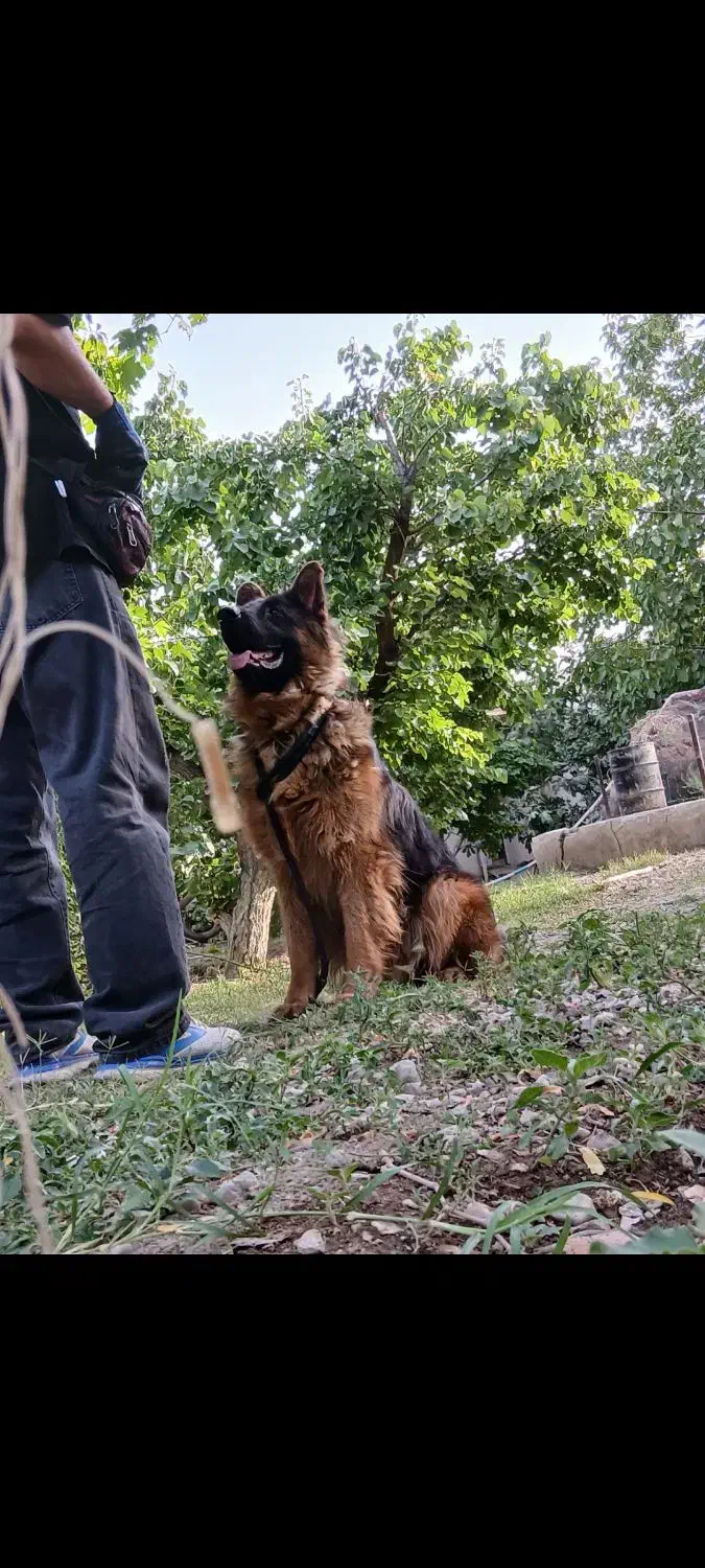 مربی سگ|خدمات آموزشی|گرمدره, |دیوار