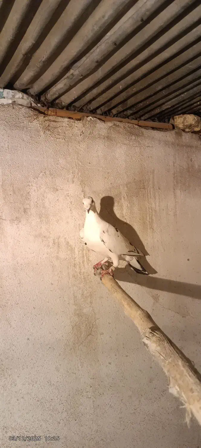 کبوتر پلاکی بزک|پرنده|شیراز, بازار|دیوار