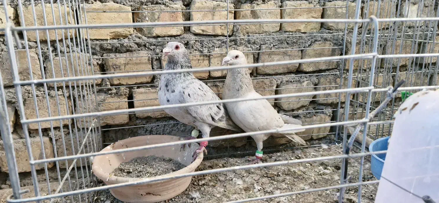 کبوتر دورگ و رنگی|پرنده|مبارکه, |دیوار