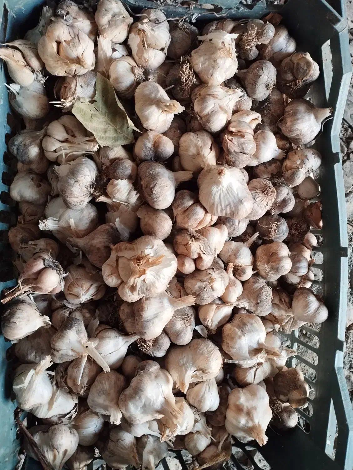 سیر کاملا اورگانیک|خوردنی و آشامیدنی|کلاترزان, |دیوار