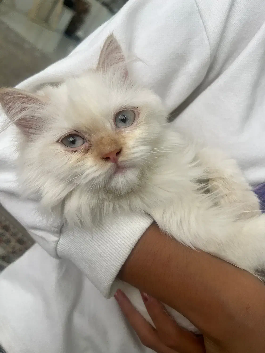 واگذاری گربه  اسکاتیش  پرشین ۴ماهه|گربه|مشهد, الهیه|دیوار