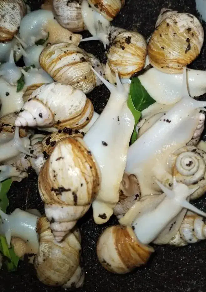 حلزون آچاتینا افریقایی البینو|خزنده|اصفهان, خانه اصفهان|دیوار