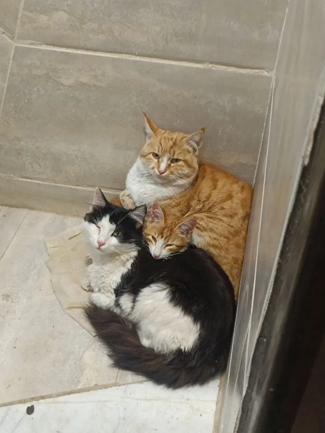 گربه خانگی|گربه|بیرجند, |دیوار