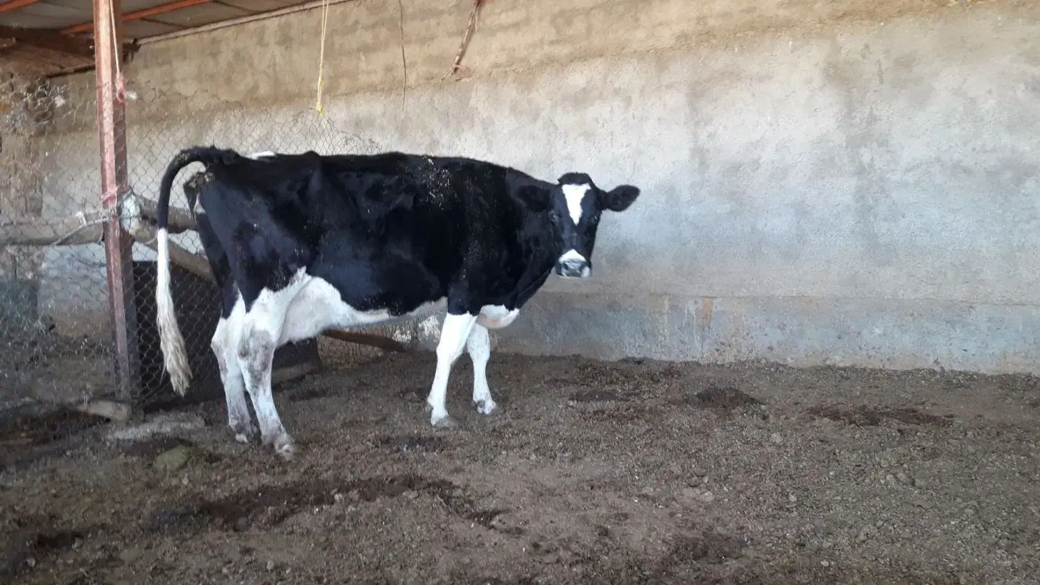 گاو وگوساله|حیوانات مزرعه|کوهدشت, |دیوار