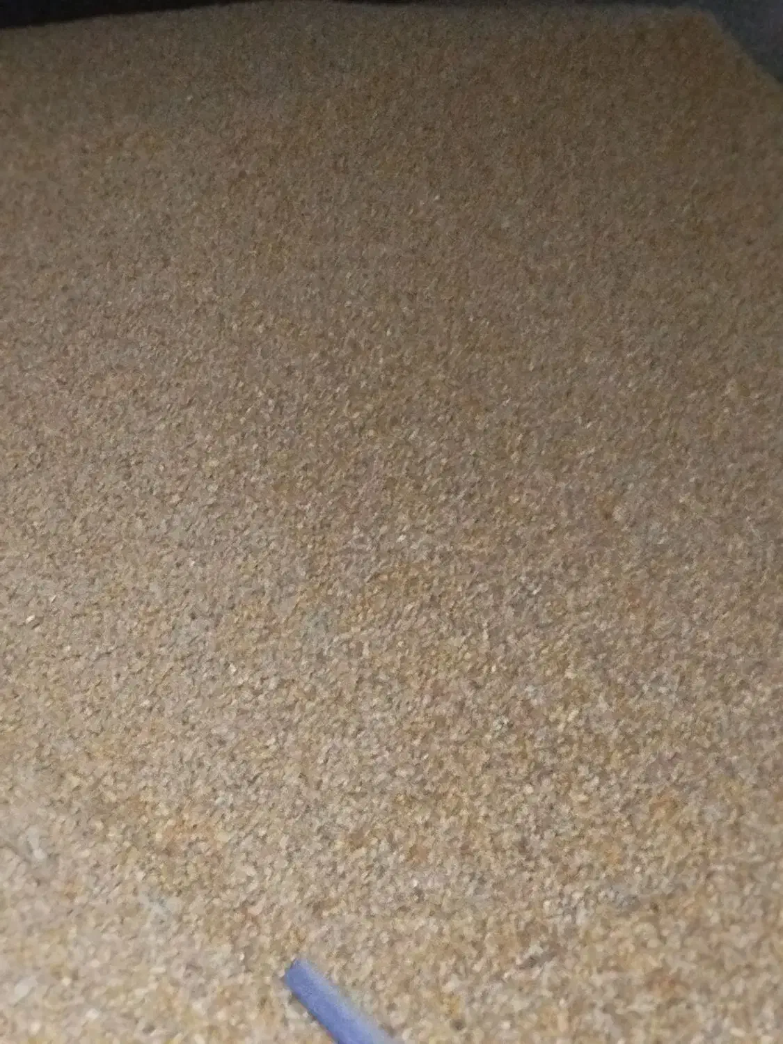 سویا برزیل با ذرت برزیل|عمدهفروشی|کوهنانی, |دیوار