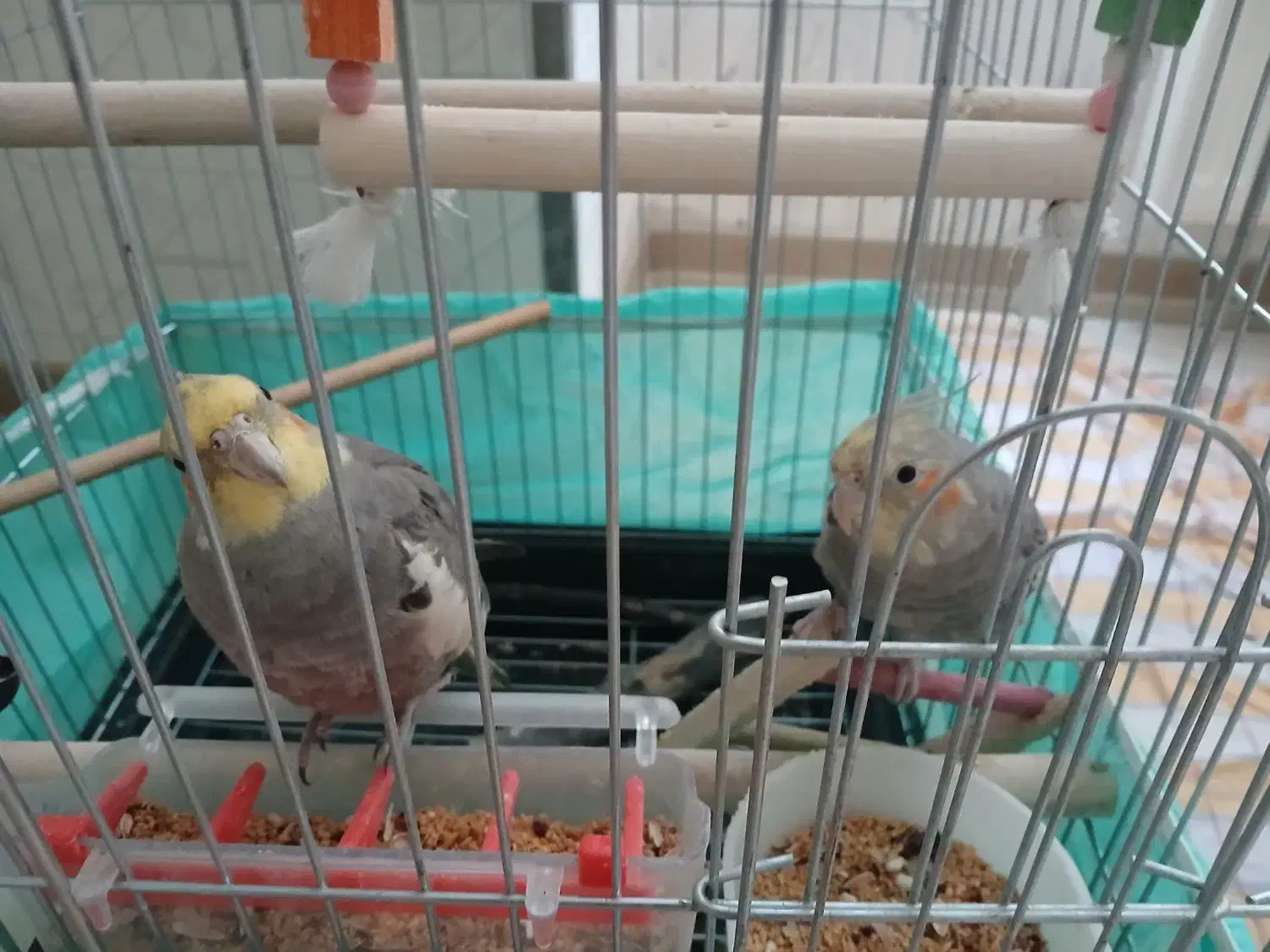 عروس هلندی با قفس|پرنده|محمدیه-قزوین, |دیوار