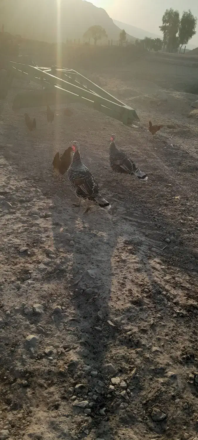 دوعدد بوق کردی اصل ماده|حیوانات مزرعه|سرپل ذهاب, |دیوار