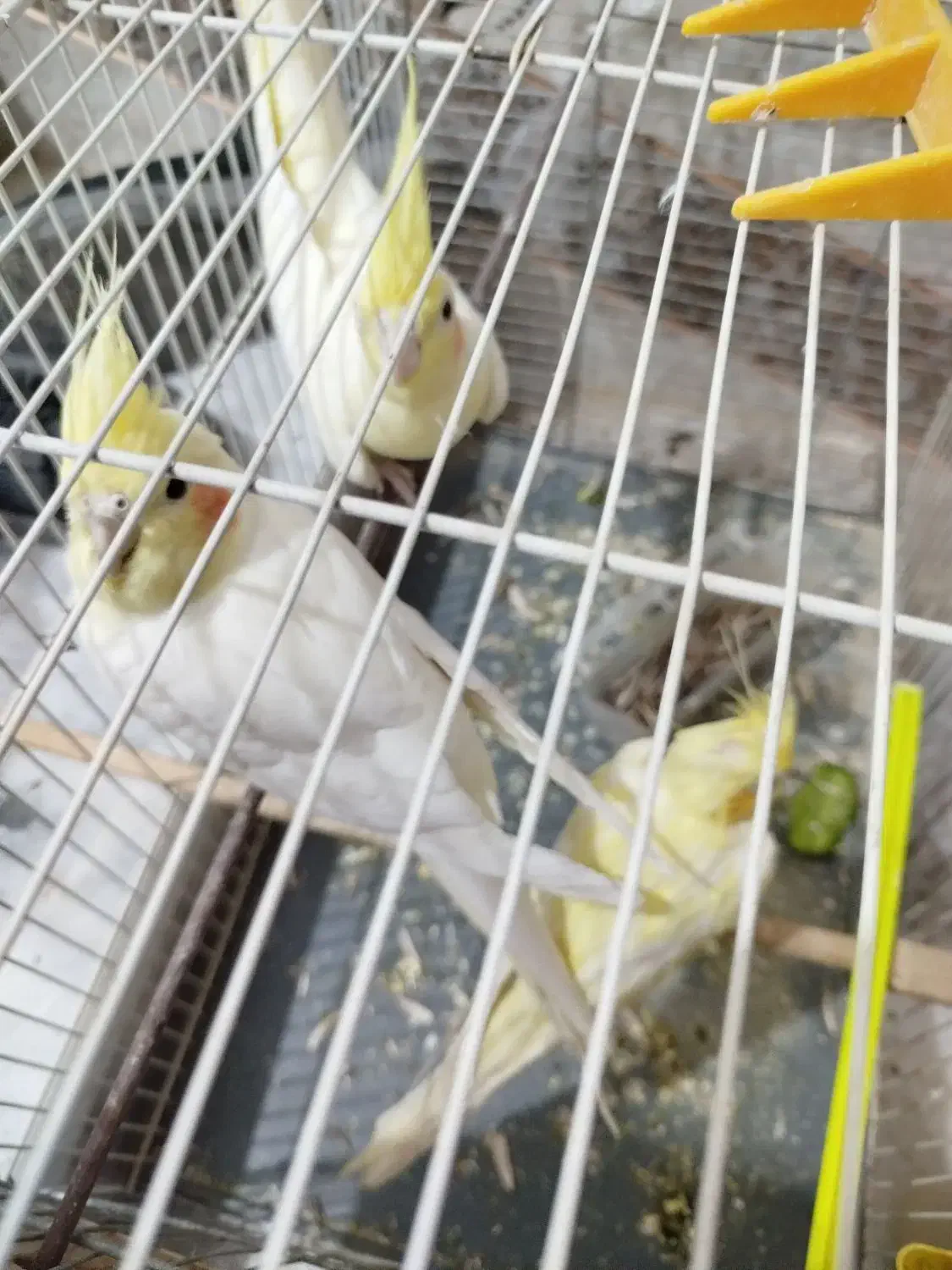 عروس هلندی|پرنده|سراوان, |دیوار