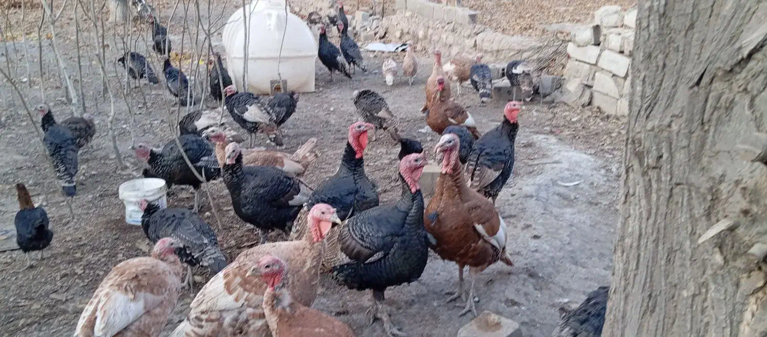 بوقلمون محلی ارگانیک|حیوانات مزرعه|شیروان (خراسان), |دیوار