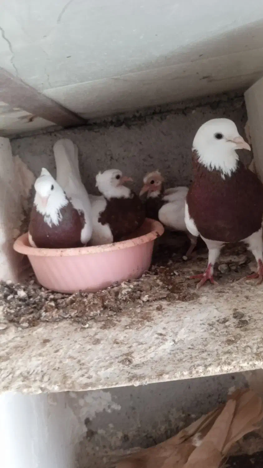 1250|گل و گیاه طبیعی|تربتحیدریه, رضاشهر|دیوار