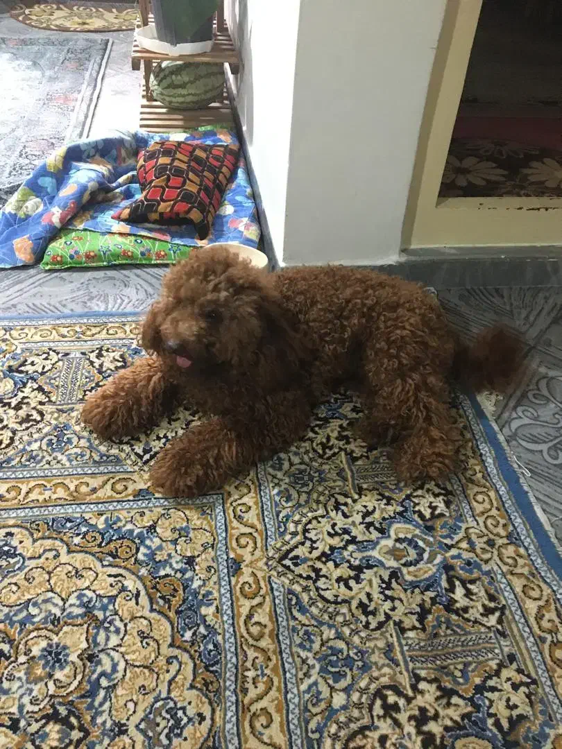 پودل|سگ|چمستان, |دیوار