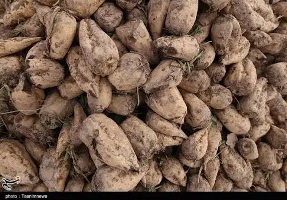 چغندر برایه دام دار و گاو دار|عمدهفروشی|قلقل رود, |دیوار