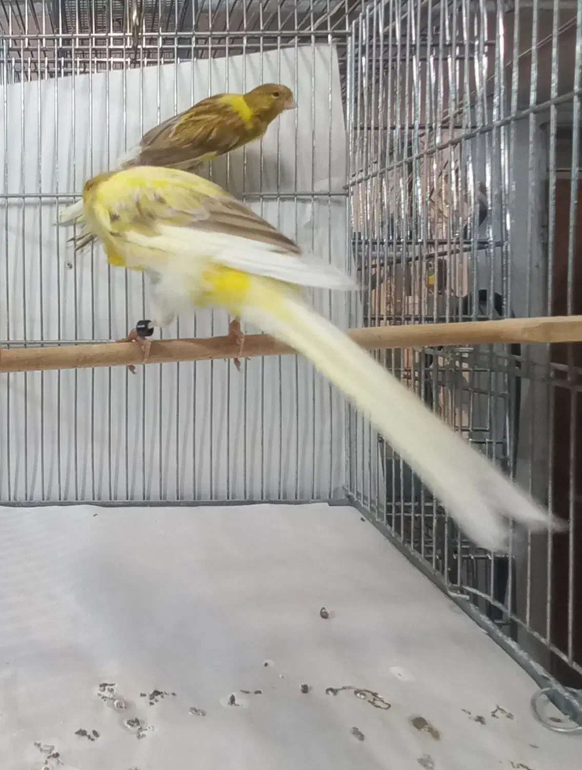 قناری‌ رسمی‌ بلند|پرنده|تهران, دولاب|دیوار