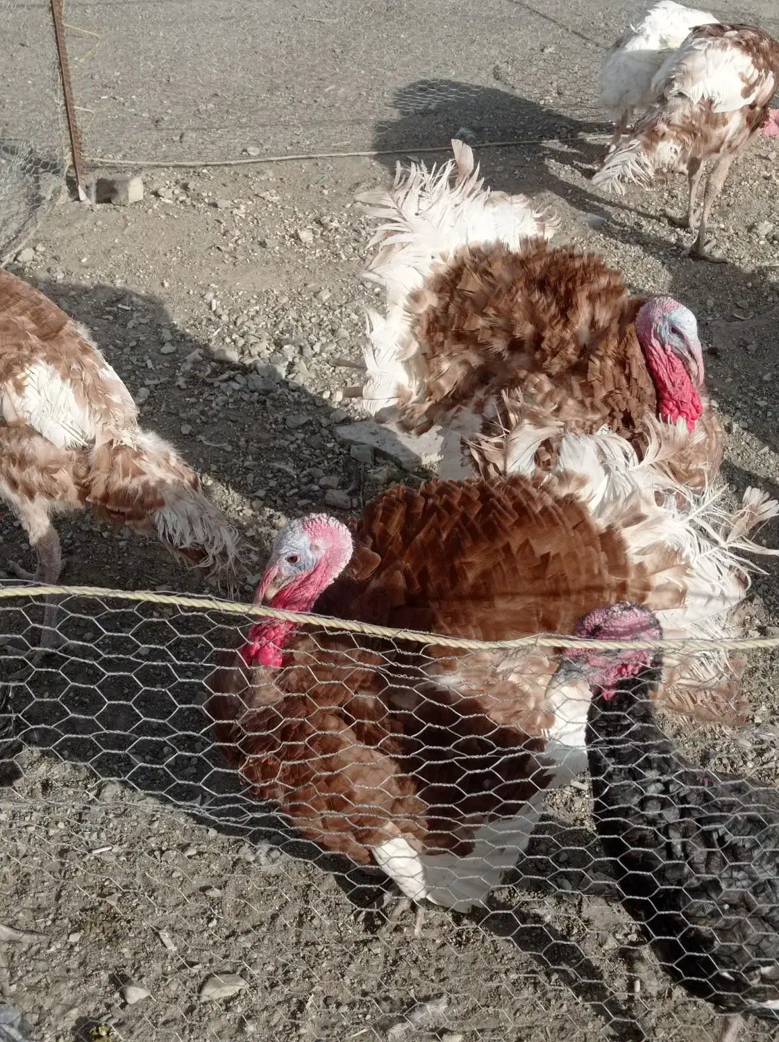 بوقلمون مشکی. قهوه ای سفید|حیوانات مزرعه|دماوند, دماوند|دیوار