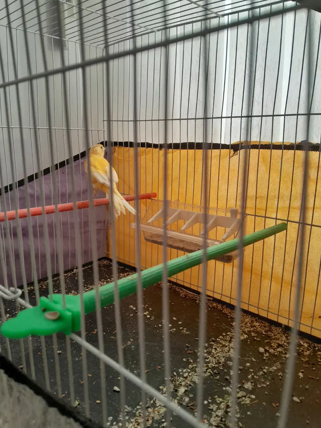 دو عدد قناری فروشی|پرنده|تربت‌حیدریه, ابوذر|دیوار