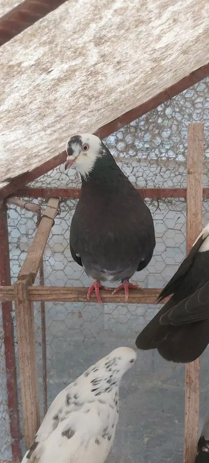 کبوتر پرشی|پرنده|کلارآباد, |دیوار