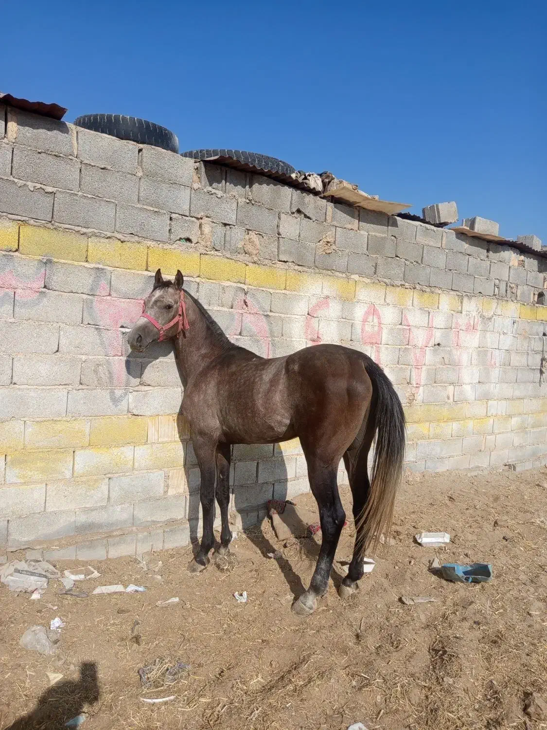 اسب عرب|اسب و تجهیزات اسبسواری|یزد, |دیوار