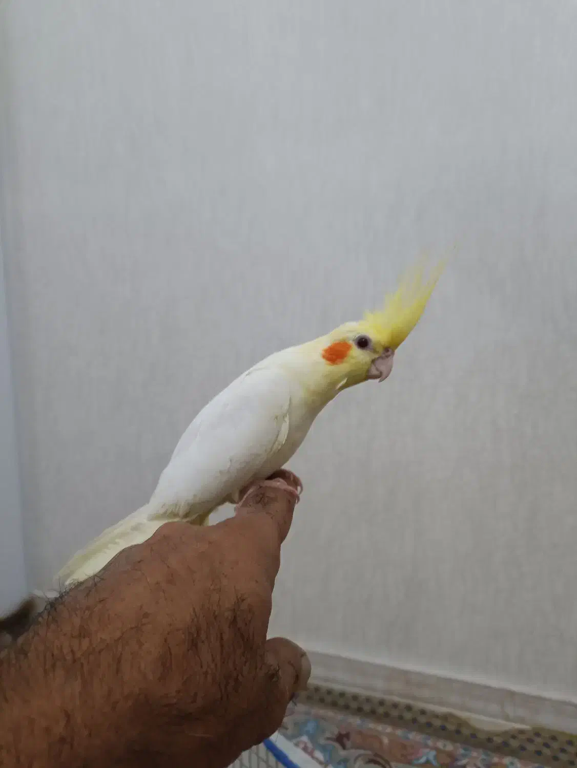 جفت عروس هلندی لوتینو|پرنده|رشت, کوی غلام نیا|دیوار